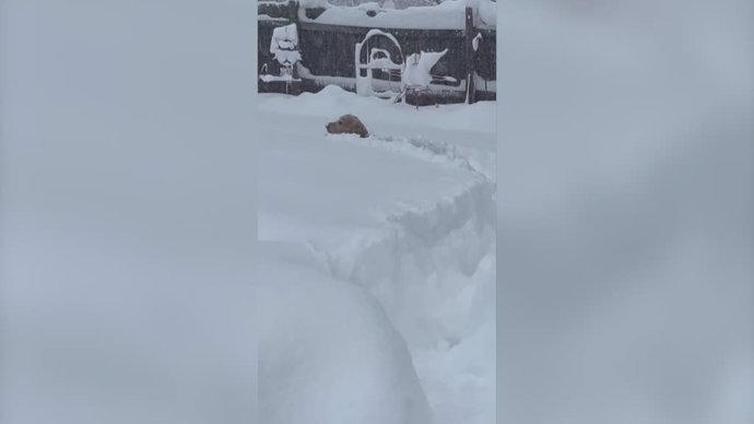 Estos dos perros juegan en la nieve: les llega la nevada hasta la cabeza