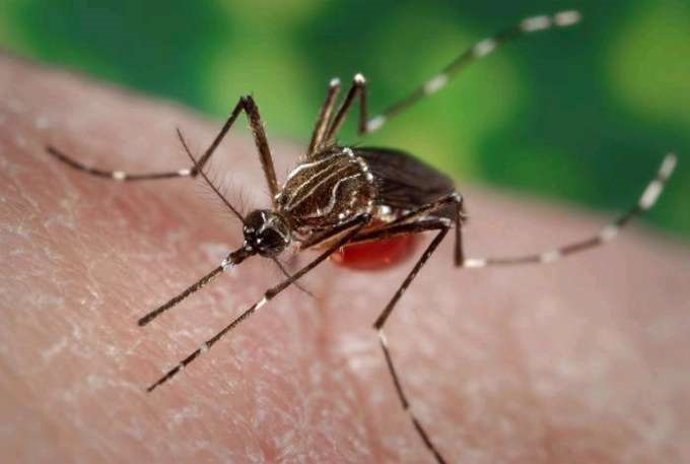 Ejemplar de mosquito Aedes aegypti