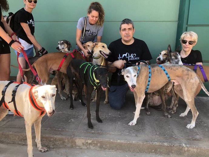 Archivo - La protectora Galgos del Sur rescata varios perros de la perrera municipal en una imagen de archivo.