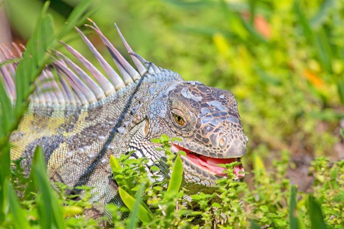 Iguana