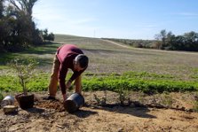 Plantación ciudadana en Torrijos