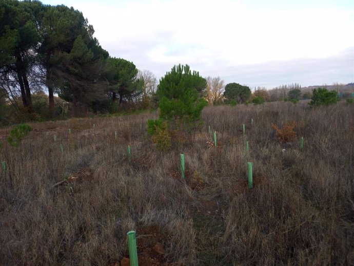 La Diputación Foral de Álava finaliza los trabajos de regeneración de un bosque autóctono en Lantarón
