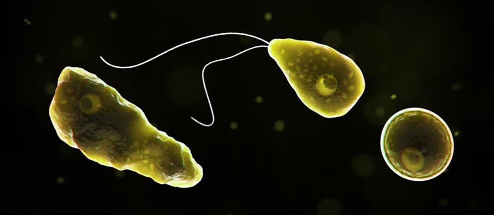 Archivo - Imagen de la Naegleria fowleri, conocida como la ameba "comecerebros"