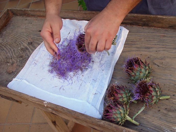 Cynara Cardunculus