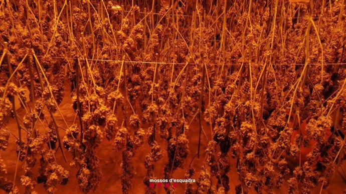 Imagen de la plantación en el interior de una nave industrial de Torroella de Montgrí (Girona)