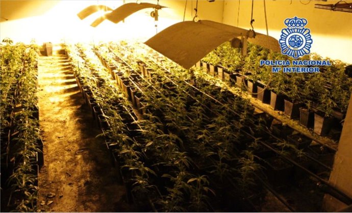 Una de las plantaciones halladas en el marco de la investgación