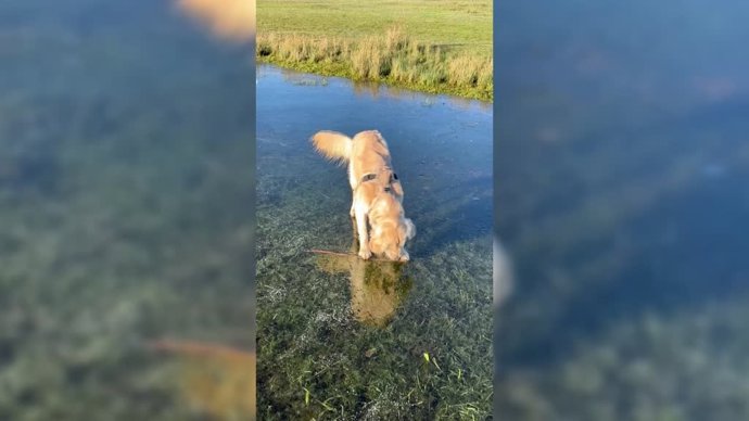 Este cachorro trata de alcanzar un palo hundido en el hielo