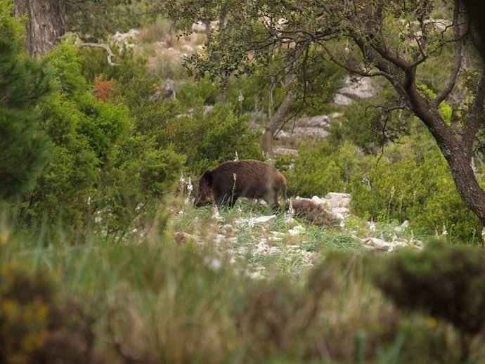 Avanza el plan de choque para abordar la sobrepoblación de jabalíes en la zona de l'Ebre (Tarragona)