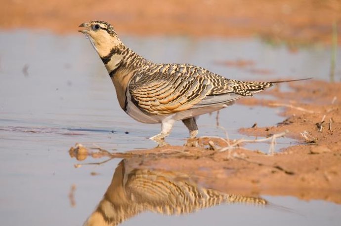 Ejemplar de Ganga hembra