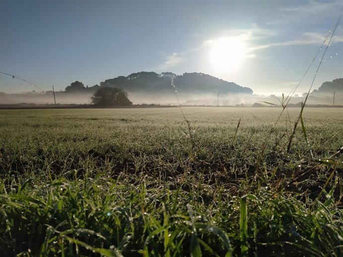 Nieblas en un campo en el Pla de Mallorca.