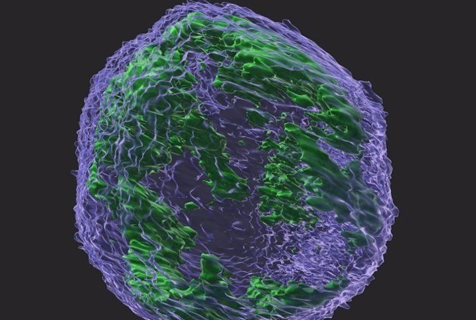 Una imagen tridimensional del núcleo de una célula cancerosa obtenida por el Dr. Faltas y su equipo muestra la proteína APOBEC3G (verde) dentro del núcleo (azul).