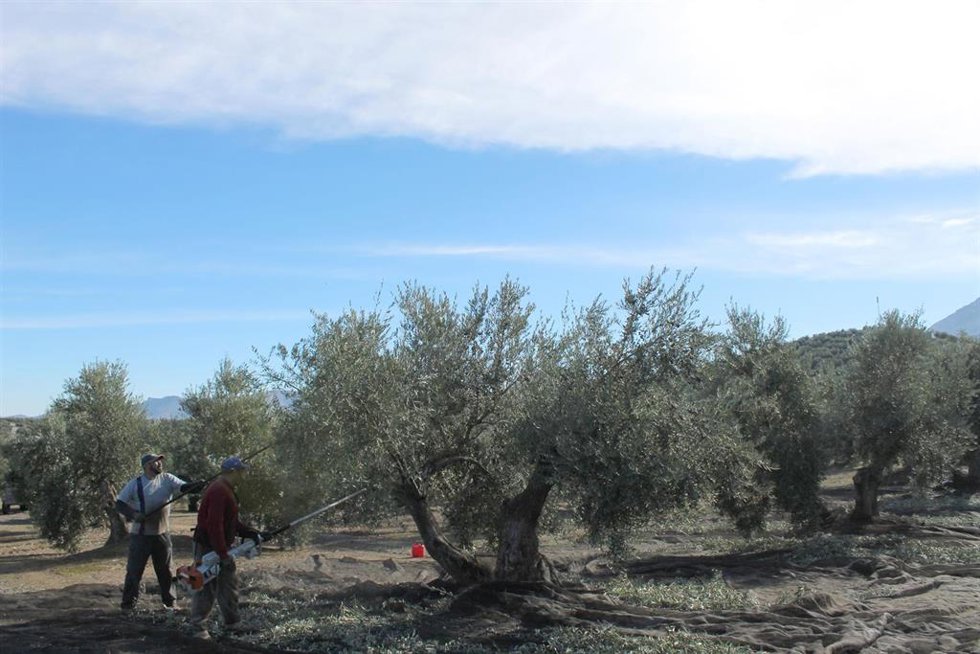 Archivo - Recogida de aceituna en campaña