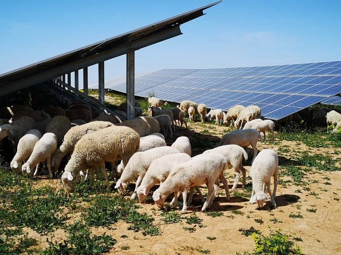 Ovejas en la planta fotovoltaica de Campo Arañuelo III (Cáceres)