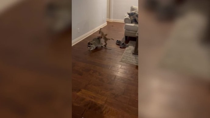 La inusual amistad entre zorros y mapaches