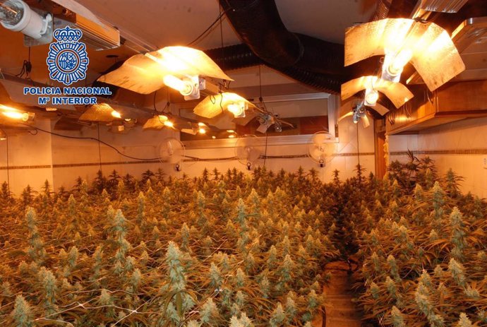 La Policía Nacional desmantela un cultivo de marihuana en Cuenca.