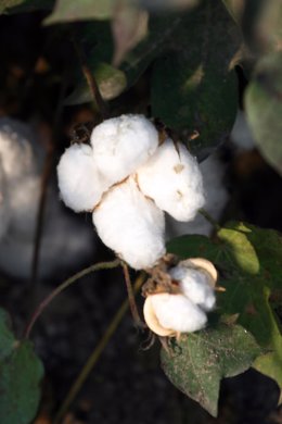 Archivo - Vista general de una plantación de algodón en Andalucía