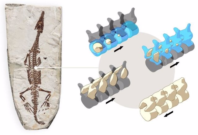 Fósiles antiguos revelan la historia evolutiva de la osificación en la columna vertebral de los vertebrados terrestres.