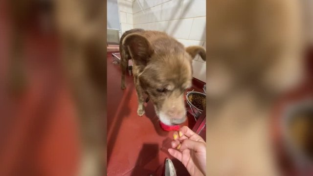 Este perro abandonado fue adoptado y recuperó la felicidad junto a sus nuevos dueños