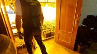 Diez detenidos tras desmantelar cinco centros de producción de marihuana en Huelva con 2.727 plantas