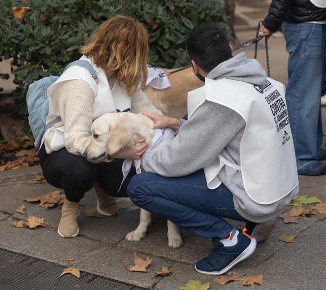 Un perro en la décima Sanperrestre, en la Plaza de Cibeles