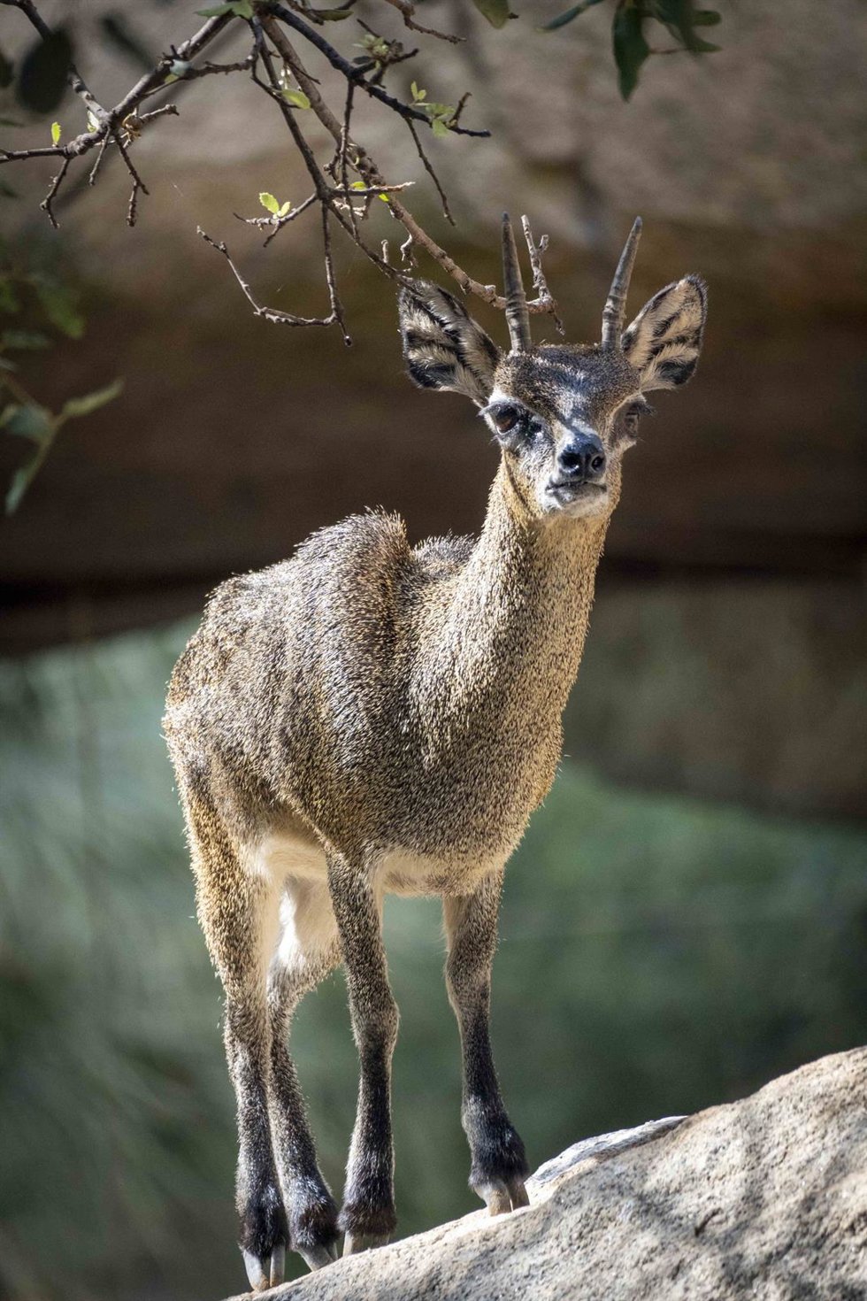 Archivo - Calypso, el único saltarrocas de Europa, en Bioparc Valencia