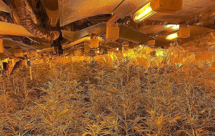 Desmantelan un cultivo de marihuana en Blanes (Girona) valorado en 1,7 millones de euros