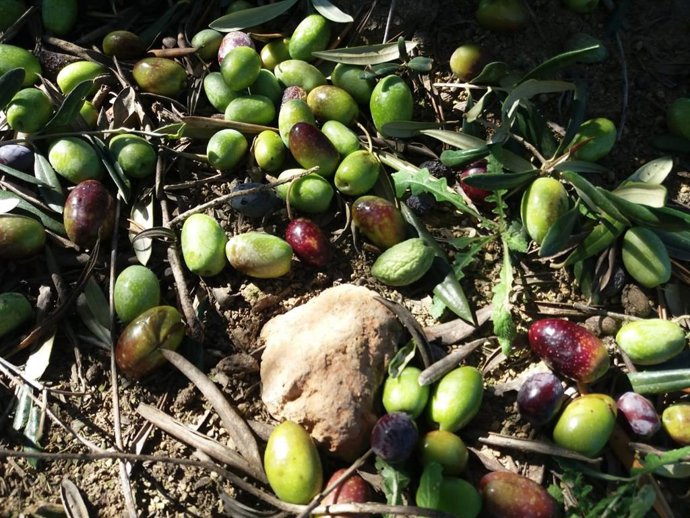 Foto del relato ganador 'El olivo viejo'