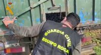 Siete detenidos por el robo e introducción ilegal de 60.000 kilos de aceitunas en el Aljarafe sevillano