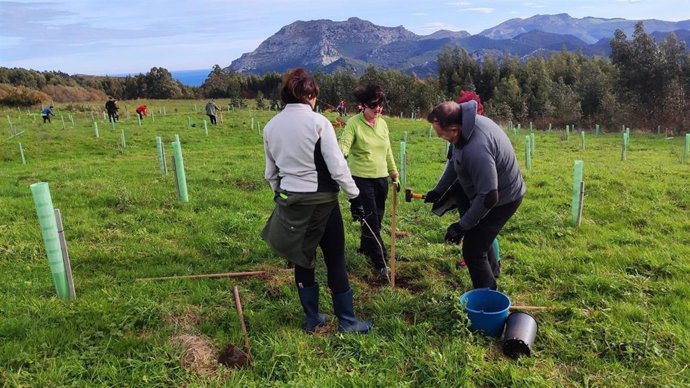 Voluntarios en una plantación de árboles