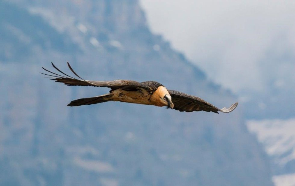 Archivo - Ejemplar de quebrantahuesos en pleno vuelo