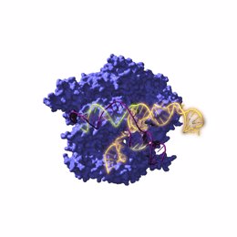 En la imagen, Cas9, una enzima endonucleasa asociada con el sistema CRISPR, actuando sobre el ADN objetivo. / Antonio Reifs (CIC nanoGUNE)