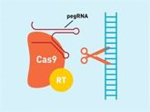 Foto: Un estudio español reconstruye ancestros de la herramienta de edición genética CRISPR de hace 2.600 millones de años