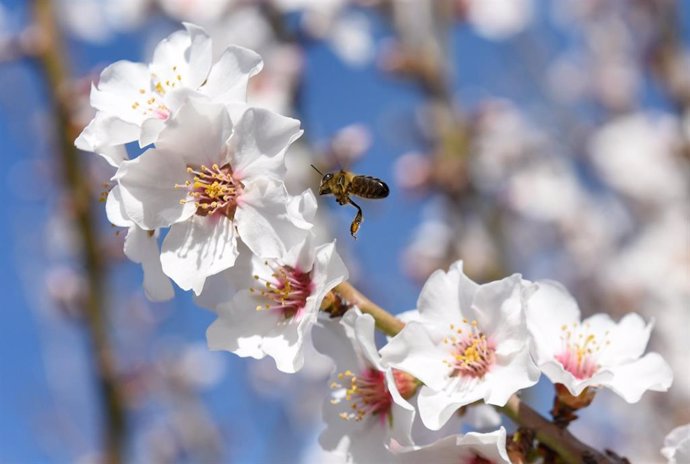 Archivo - Una abeja en un almendro en flor en Garrovillas de Alconétar, a 16 de febrero de 2022, en Cáceres, Extremadura (España).