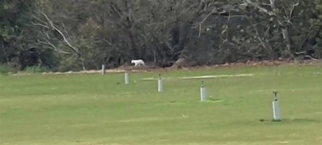 Captura de vídeo que muestra a un felino blanco de grandes dimensiones en una zona de Los Barrios (Cádiz).