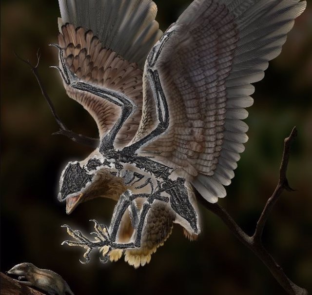Reconstrucción de la vida del ave Cratonavis zhui, de 120 millones de años de antigüedad.