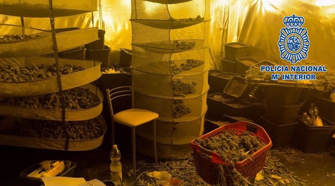 Plantación de marihuana desmantelada en una vivienda de Jerez (Cádiz)