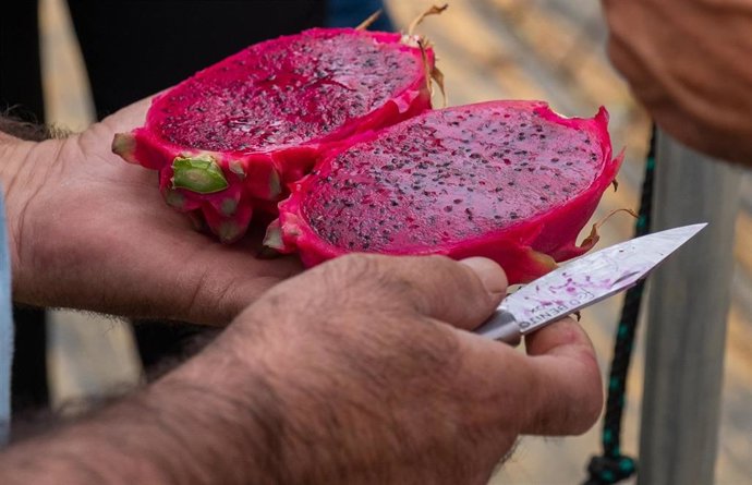 Archivo - Imagen de una pitaya.