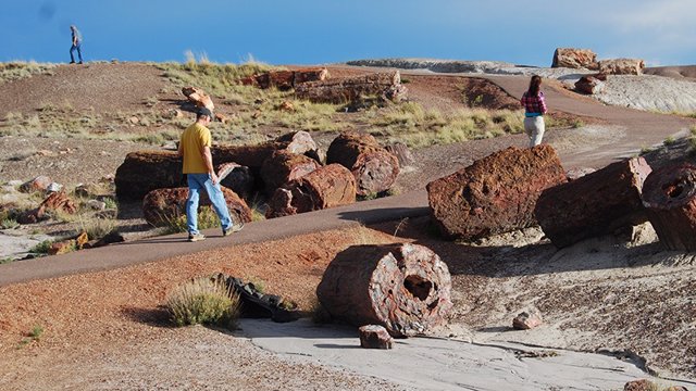 Bosque petrificado en Arizona