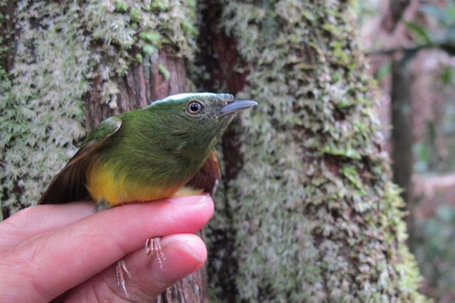 El ave amazónica Lepidothrix natererei, más conocida como manacín nevado, y su pariente cercano se encontraban entre las 3.000 parejas de animales estudiadas