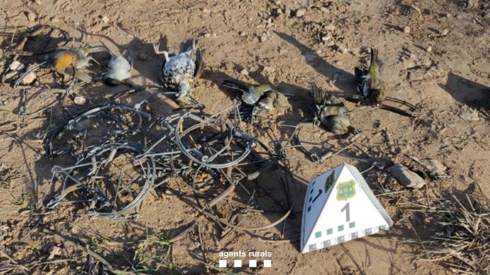 Els Agents Rurals denuncien una persona per presumptament installar 22 paranys per capturar ocells en una finca privada de la comarca del Montsi (Tarragona).
