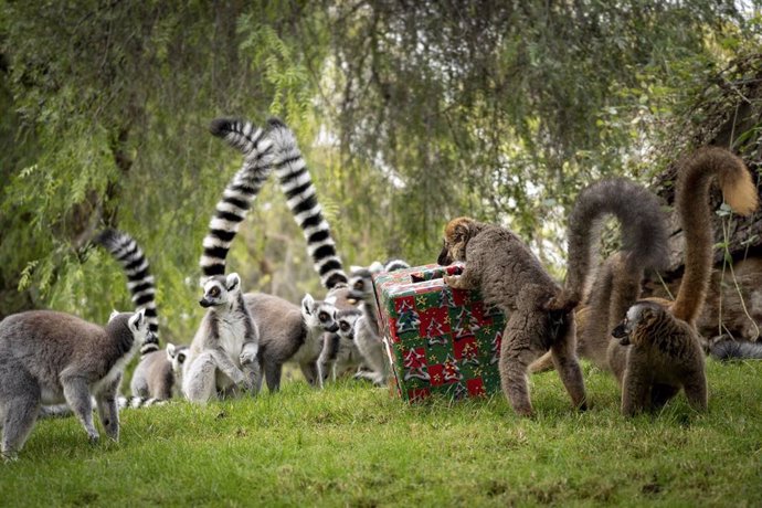 Los Reyes Magos reparten regalos en Bioparc