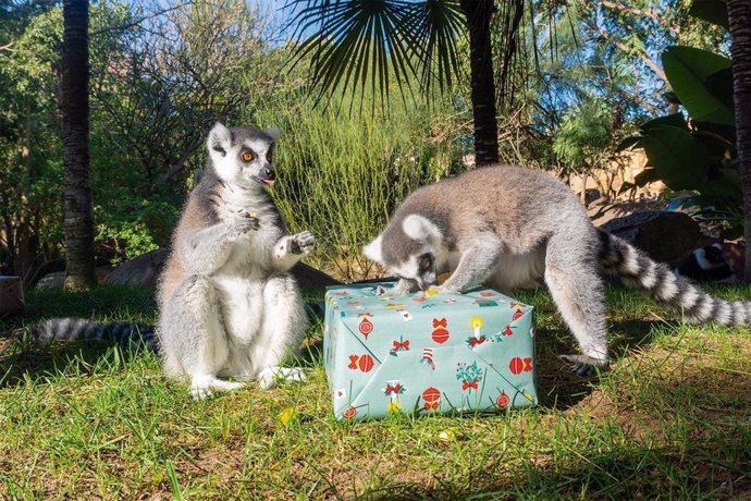 Esta entrega de regalos de los Reyes Magos ha permitido al equipo de zoología de Bioparc Fuengirola realizar un enriquecimiento ambiental con el que garantizar el bienestar de los animales.