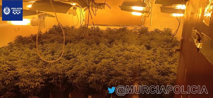 Parte de las plantas de marihuana intervenidas