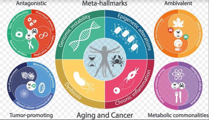 Archivo - Gráfico de nuevas claves y metaclaves del envejecimiento y el cáncer de investigaciones de los doctores Carlos López-Otín y Guido Kroemer.