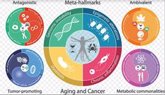Foto: Investigadores definen nuevas claves y metaclaves del envejecimiento y el cáncer