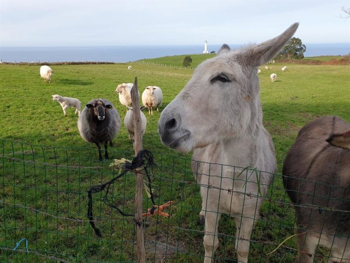 Archivo - Burros y ovejas en Asturias