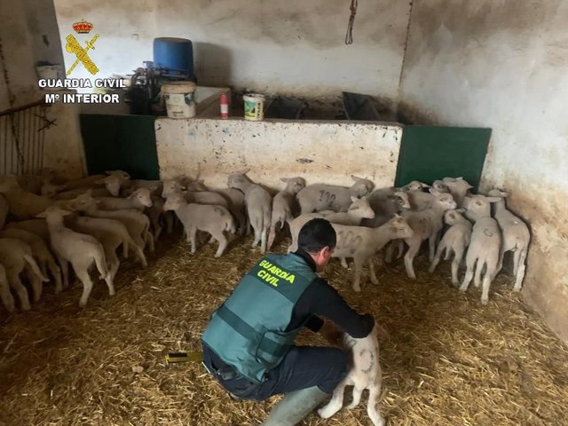 Imagen de los corderos recuperados en Manzanilla (Huelva).