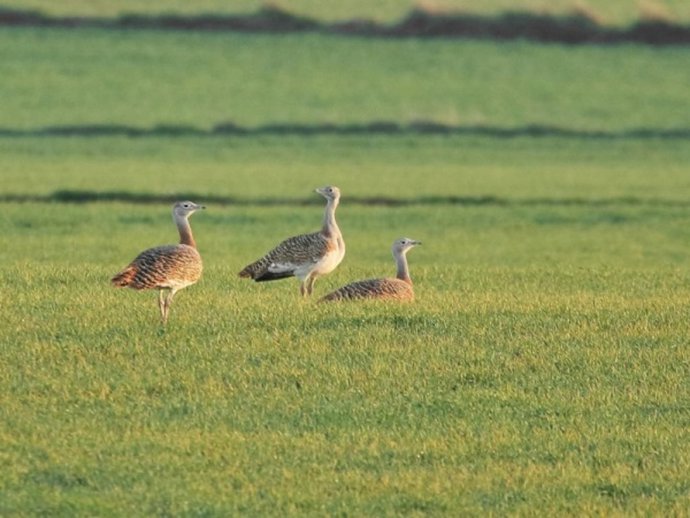 Archivo - Ejemplares de avutarda.