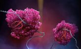 Foto: Describen la estructura y función del recién descubierto sistema inmunitario CRISPR