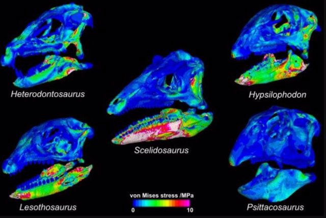 Reconstrucciones de tomografía computarizada de los cráneos y las mandíbulas junto con diagramas de dónde se unen los músculos de la mandíbula en cada dinosaurio.